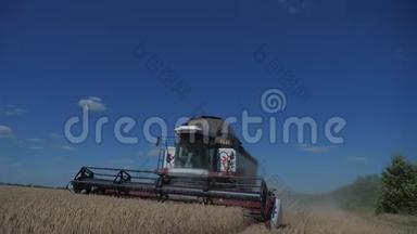 联合收割机收割小麦. 慢生活方式<strong>运动视频</strong>。 农业收获概念。 田间联合收割